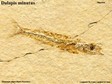 Dalapis_minutus